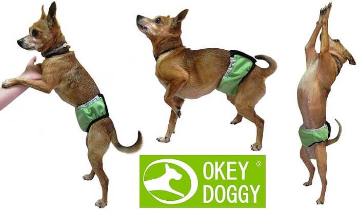 Okey Doggy Гігієнічний вбираючий пояс для псів, Зелений